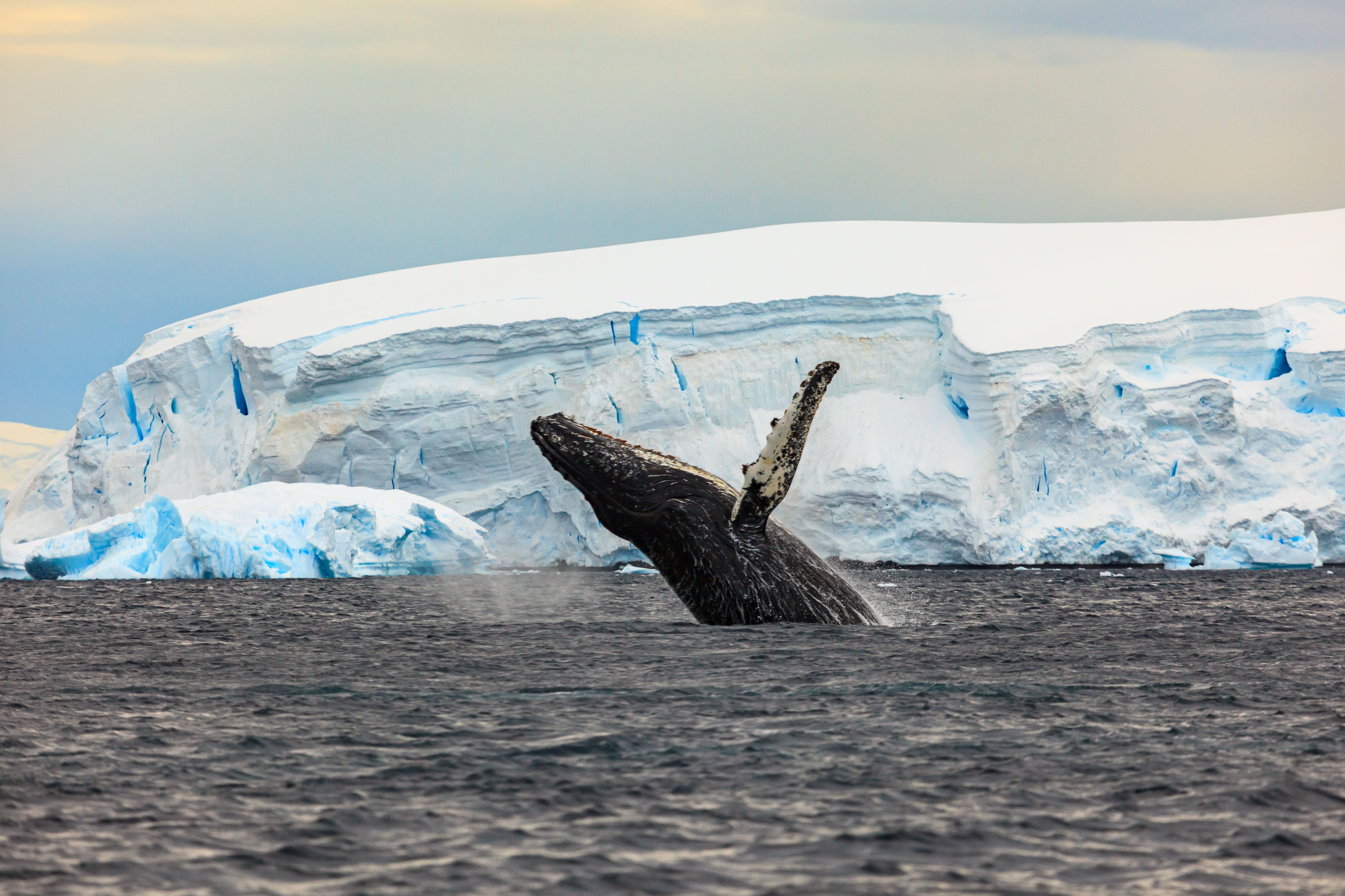 Engagement - Protection des baleine